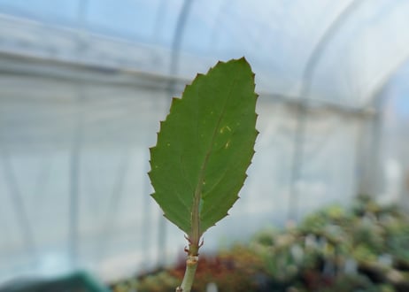 キフォステンマ　ユッタエ　Cyphostemma juttae No.2