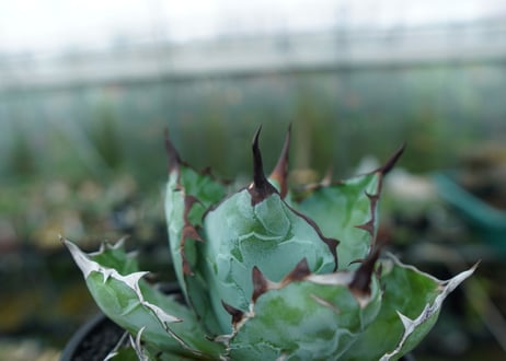 アガベ　チタノタ　 ブラックアンドブルー 　Agave titanota black and blue　No.3