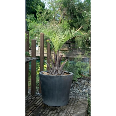 ココスヤシC2 ココスヤシC2 ココスヤシ2 ※シルバーリーフ｜Play Garden