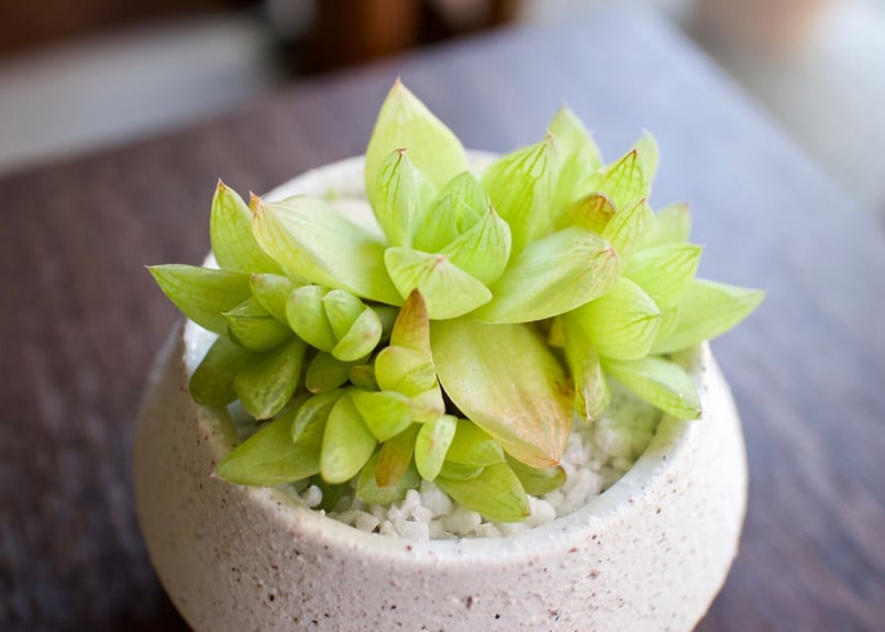 まずはここから始めてみよう＊初心者多肉3点SET | mana's farm:塊根