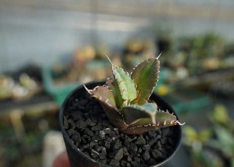 アガベ　チタノタ　FO-76　Agave titanota  FO-76　No.2