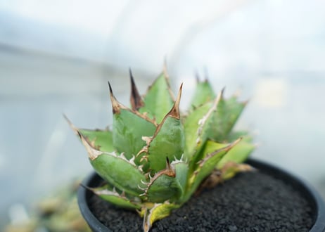 アガベ　チタノタ　剣竜　Agave titanota Kenryu　No.2