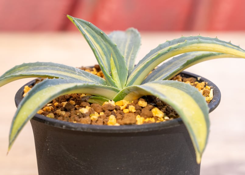 アガベ　アメリカーナ　黄中斑 アガベ アメリカーナ 黄 中斑 | mana's farm:塊根植物・アガベ・ドライ