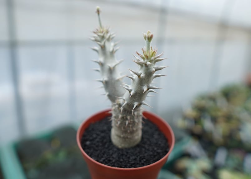 パキポディウム デンシフローラム Pachypodium densiflorum No.8 |