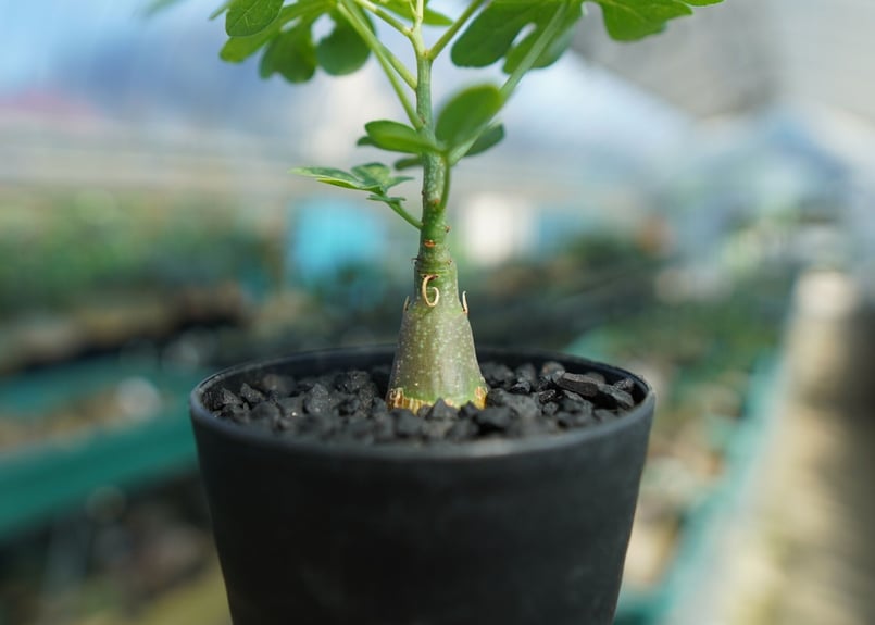 アデニア グラウカ Adenia Glauca No.3 | mana's farm:塊根植物