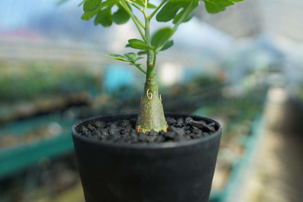 アデニア グラウカ Adenia Glauca No.3 | mana's farm:塊根植物