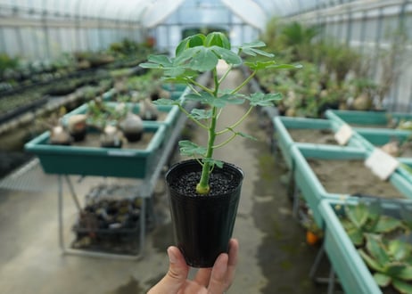 アデニア　グラウカ　Adenia glauca  No.9