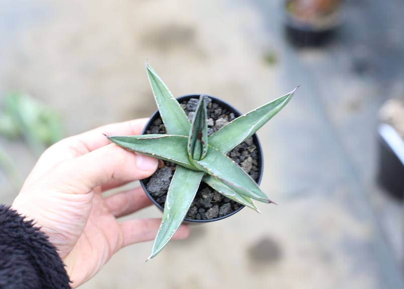 アガベ シャークスキン | mana's farm:塊根植物・アガベ・ドライ