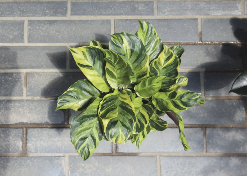 カラテアエンペラー（サンプル） カラテア『エンペラー』 1ポット