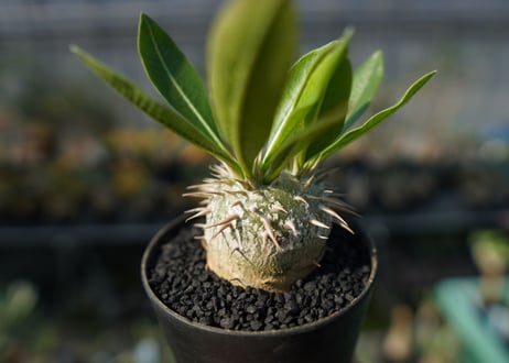 パキポディウム　恵比寿大黒　Pachypodium Densicaule