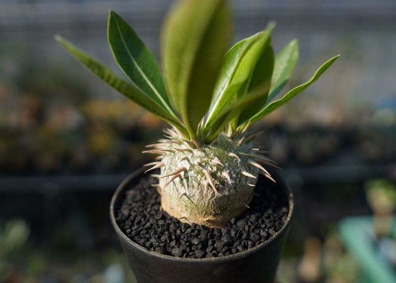 パキポディウム 恵比寿大黒 Pachypodium Densicaule | mana's f