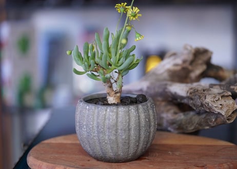 Othonna clavifolia