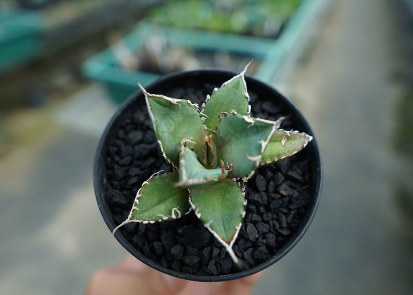 アガベ チタノタCJ11 CJ-11 アガベ チタノタ Cj11