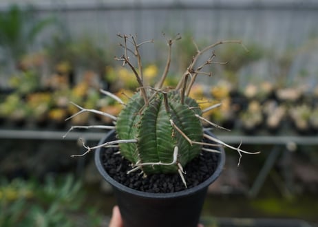 ユーフォルビア　スーパーバリダ　Euphorbia super valida  No.2