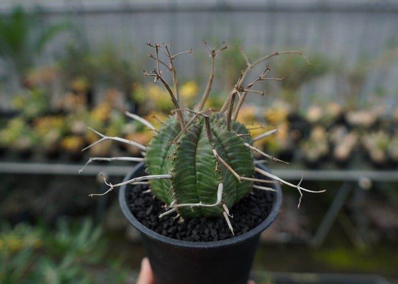 ユーフォルビア バリダ スーパーバリダ valiem鉢付き ユーフォルビア