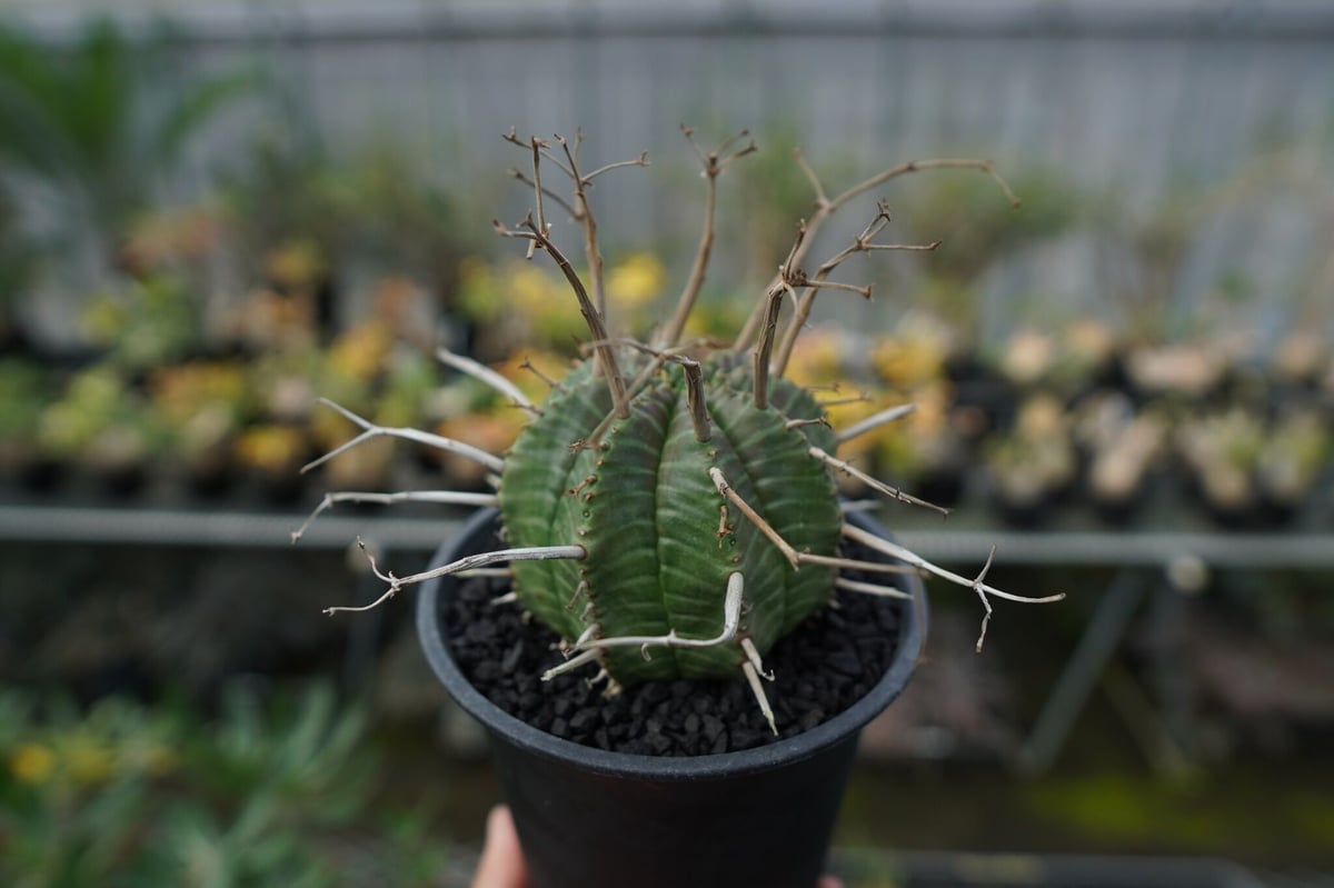 ユーフォルビア　バリダ ユーフォルビア スーパーバリダ Euphorbia super valida No.2 |