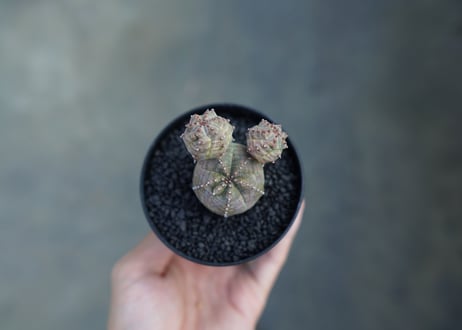 ユーフォルビア　オベサブロー　Euphorbia ObesaBlow