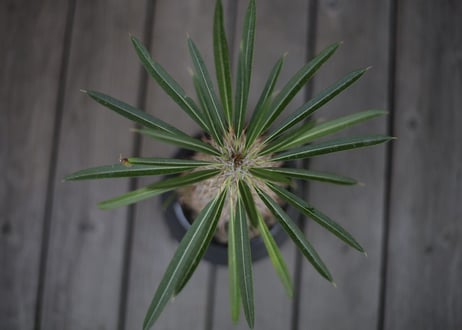 パキポディウム   ラメリー Pachypodium lamerei
