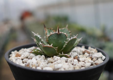 Agave titanota FO-76  E NO.2 (G)
