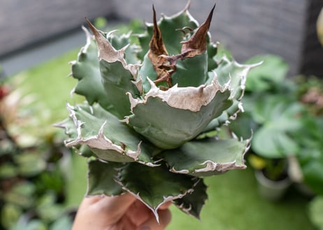 Agave White flame B 白火焔  NO.4