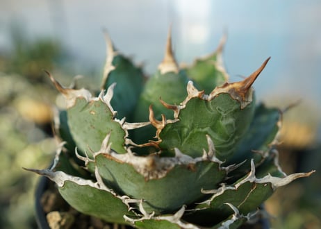 アガベ　チタノタ　白鯨　Agave titanota White whale　No.2