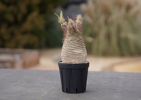 CATEGORY mana's farmの商品ページ | mana's farm:塊根植物・ア