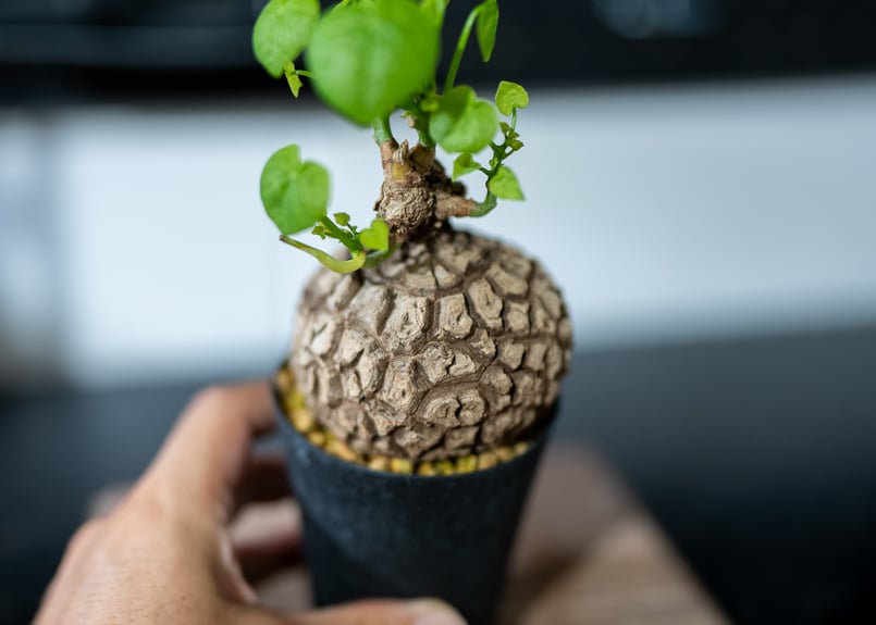 ステファニア・スペローサ 3.5号　塊根植物 コーデックス ステファニア：スベローサ 3.5号鉢植え* の通販 | 園芸ネット