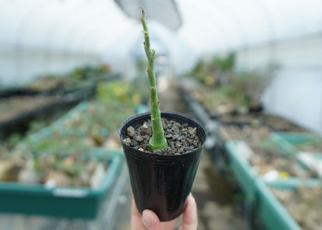 アデニア　グラウカ　Adenia Glauca　No.1