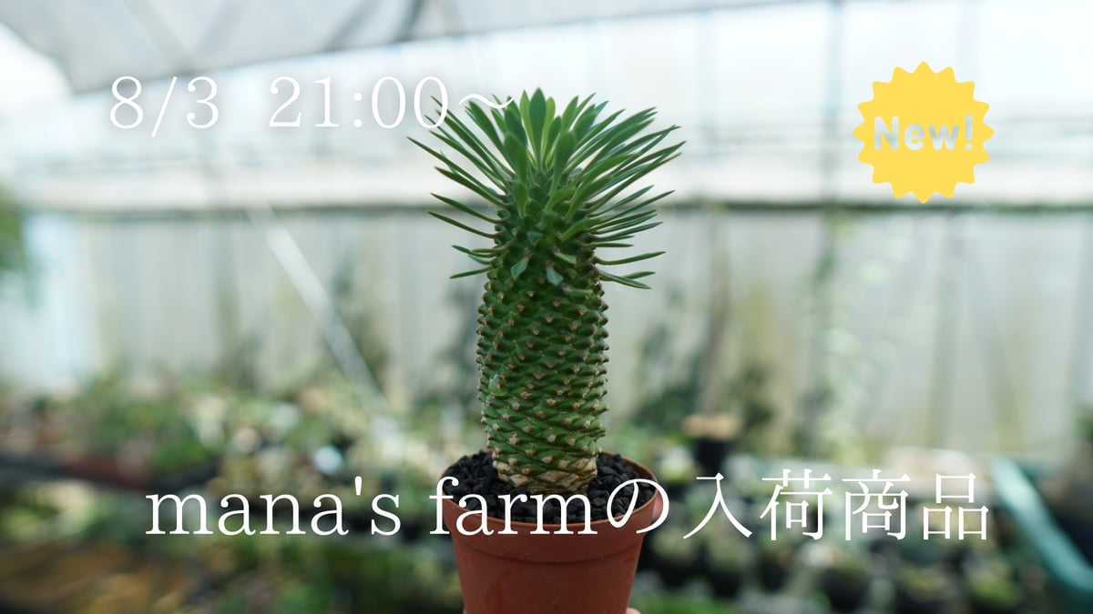 新入荷の蘇鉄麒麟の激太ボディのみ厳選しました。 | mana's farm:塊根