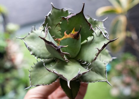 Agave titanota FO-76 A NO.2