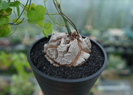 亀甲竜　Dioscorea elephantipes　No.1