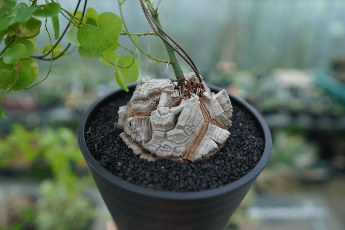 亀甲竜 Dioscorea elephantipes No.1 | mana's farm:塊