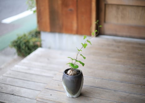 亀甲竜　Dioscorea elephantipes
