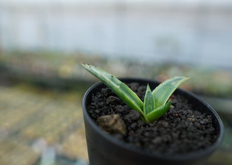 アガベ　シャークスキン Agave Sharkskin No.2