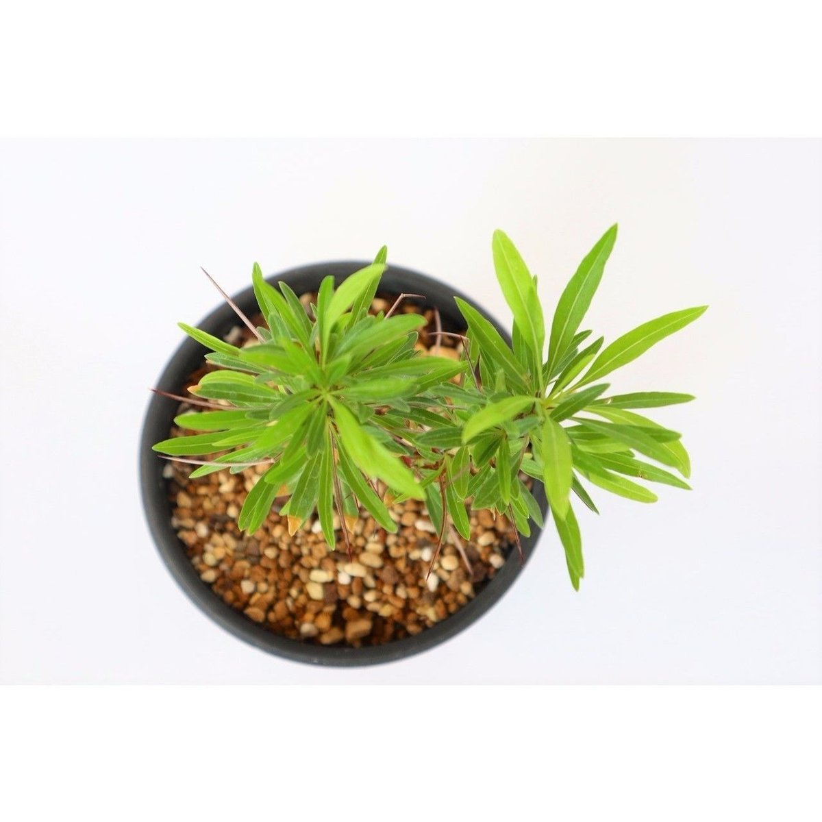 フォークイエリア プルプシー | mana's farm:塊根植物・アガベ・ドライ