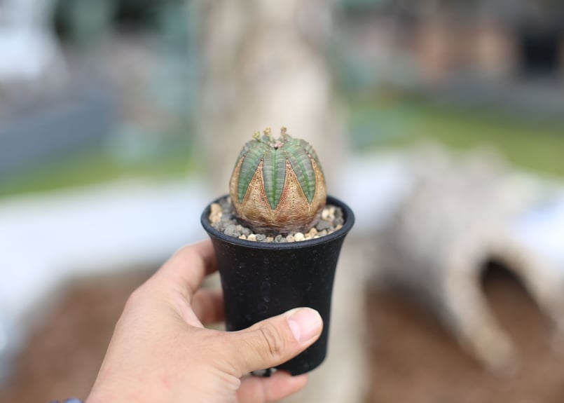 ユーフォルビア オベサ ♂ | mana's farm:塊根植物・アガベ・ドライ