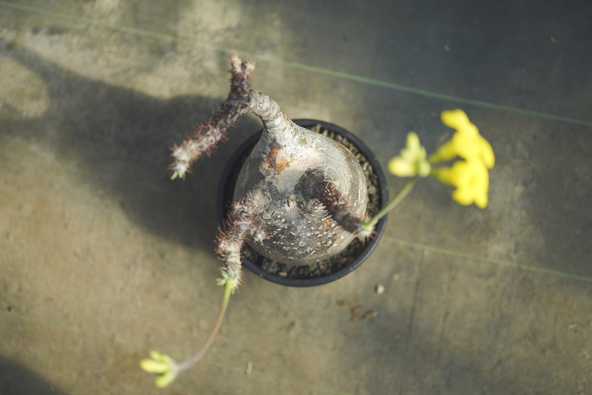 パキポディウム グラキリス | mana's farm:塊根植物・アガベ・ドライ