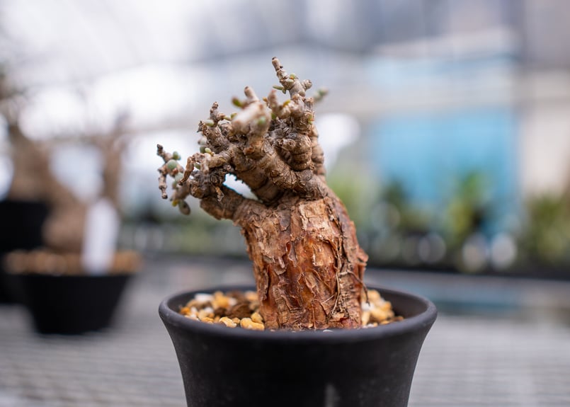 ケラリア ピグマエア | mana's farm:塊根植物・アガベ・ドライガーデン