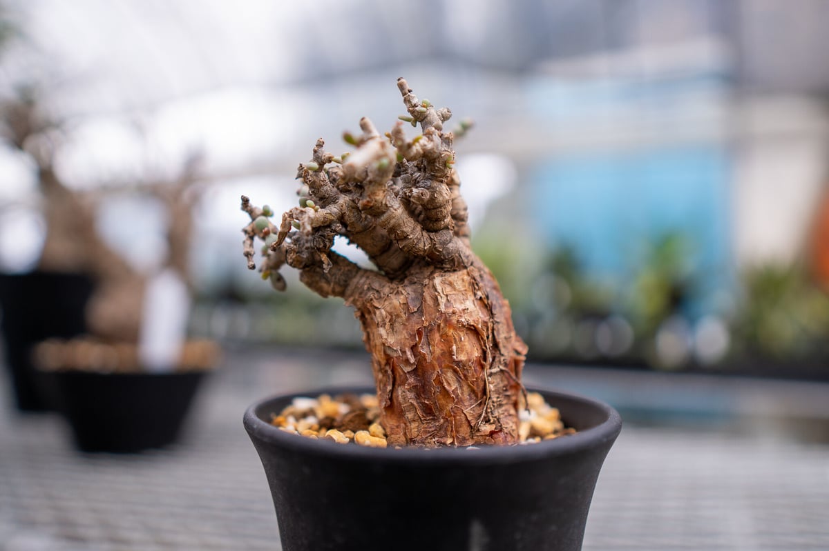 ケラリア ピグマエア | mana's farm:塊根植物・アガベ・ドライガーデン