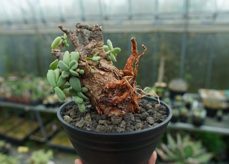 ケラリア　ピグマエア　Ceraria pygmaea No.3