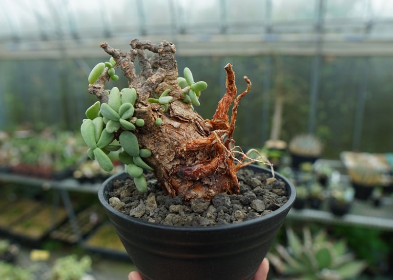 ケラリア ピグマエア Ceraria pygmaea No.3 | mana's farm:塊