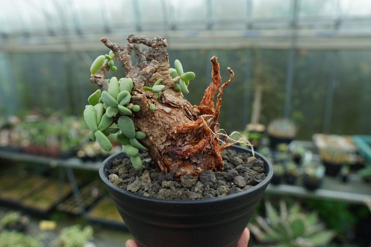 ケラリア ピグマエア Ceraria pygmaea No.3 | mana's farm:塊