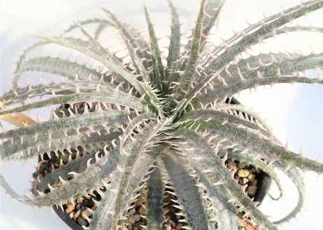 Dyckia  delicata GF F1 x Bone