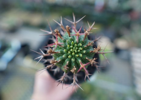 ユーフォルビア　群星冠　Euphorbia stellispina