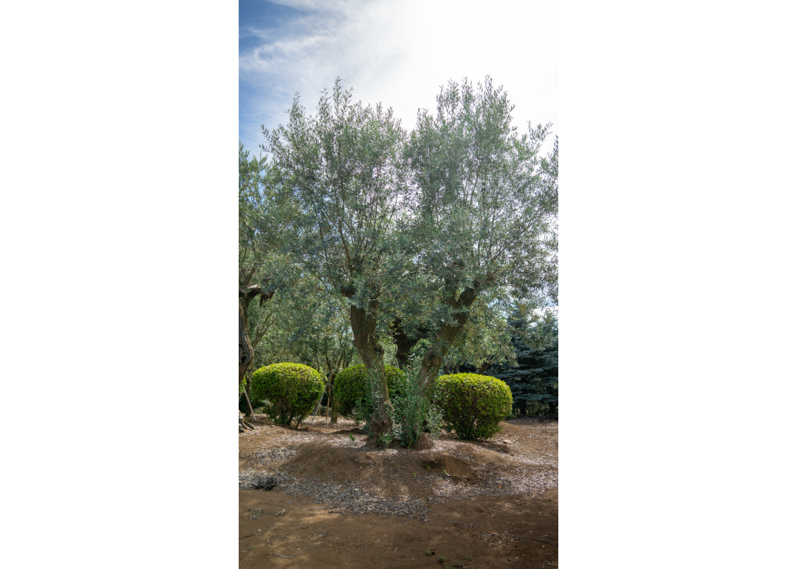 幹まわり圧巻】巨木オリーブの最高峰｜ミレニアム古木・非公開農園選抜