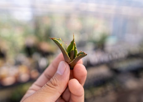 アガベ　白鯨　子株