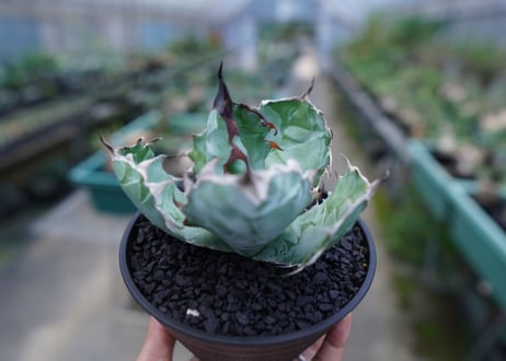 アガベ　チタノタ　 ブラックアンドブルー 　Agave titanota black and blue　No.1