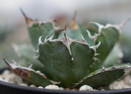 Agave White flame B 白火焔  NO.1