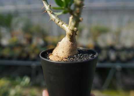 パキポディウム　ビスピノーサム　Pachypodium bispinosum No.2