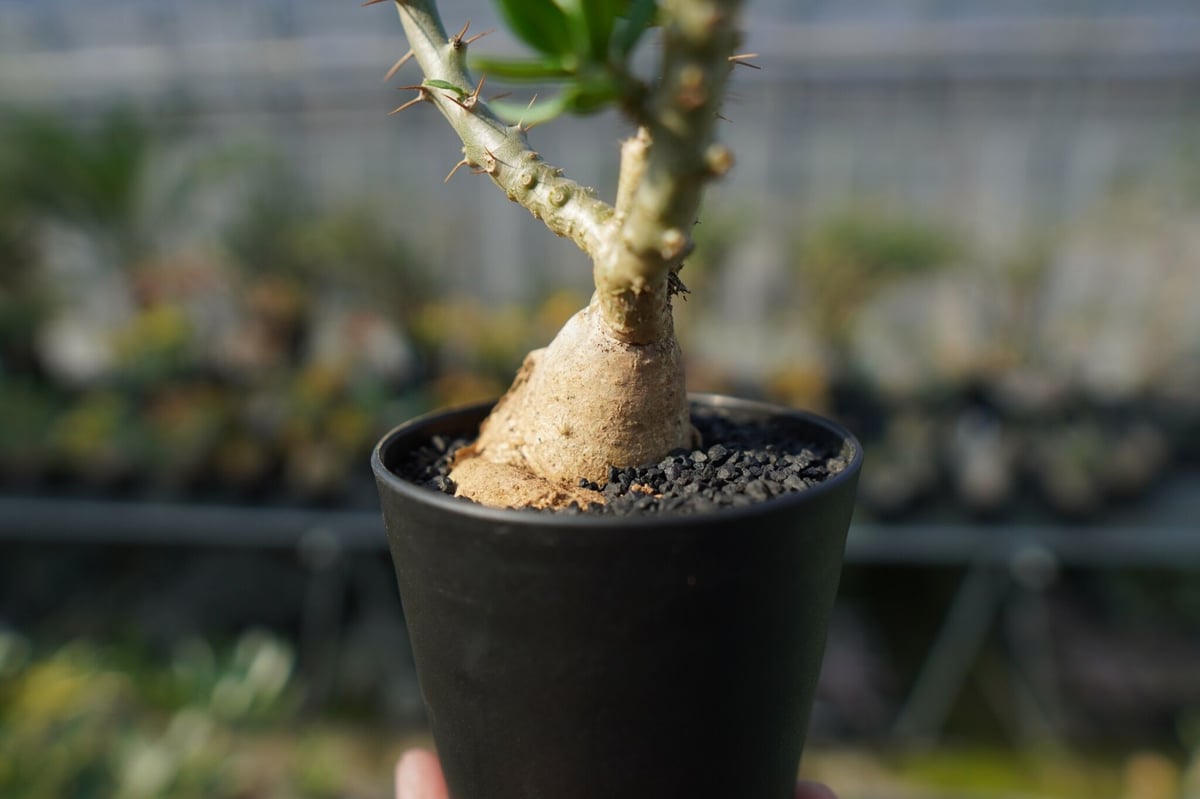 パキポディウム ビスピノーサム Pachypodium bispinosum No.2 | m